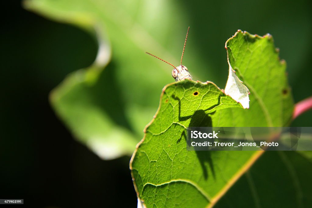 Szczęśliwy Grasshopper stać na zielony liść - Zbiór zdjęć royalty-free (Bezkręgowce)