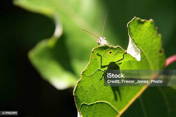 Szczęśliwy Grasshopper Stać Na Zielony Liść - zdjęcia stockowe i więcej obrazów Bezkręgowce - Bezkręgowce, Bliskie zbliżenie, Cień