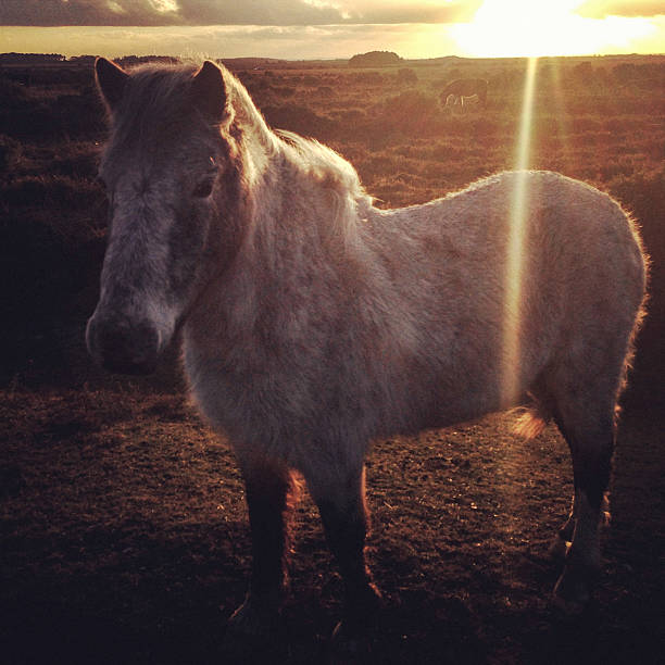 istock Back Lit Wild horses at The New Forest, England 471903317