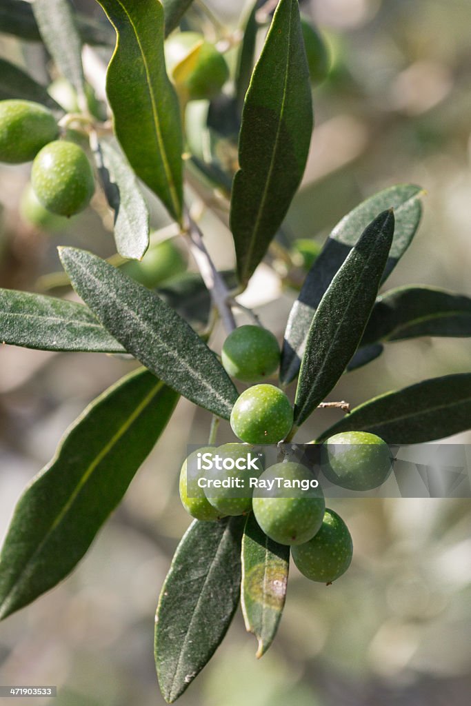 Concentrer sur Olives vertes - Photo de Olive libre de droits