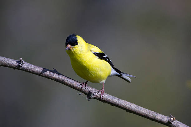 istock American Goldfinch - Male 471903539