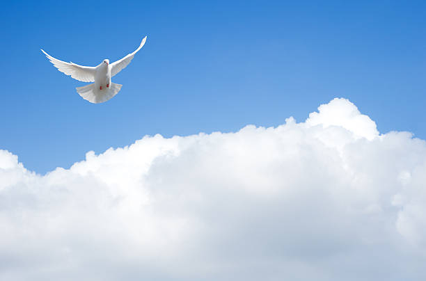 istock White dove flying in the sky with outstretched wings 471903699