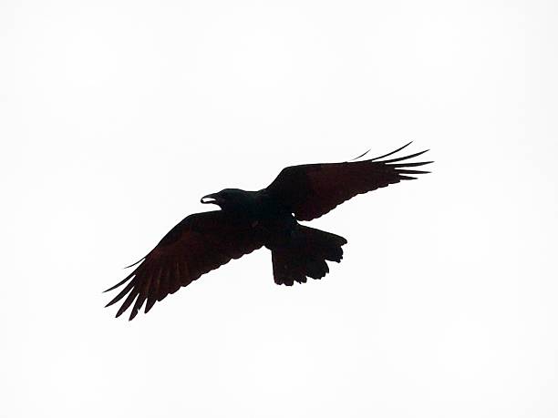 istock American Crow With Food 471904377