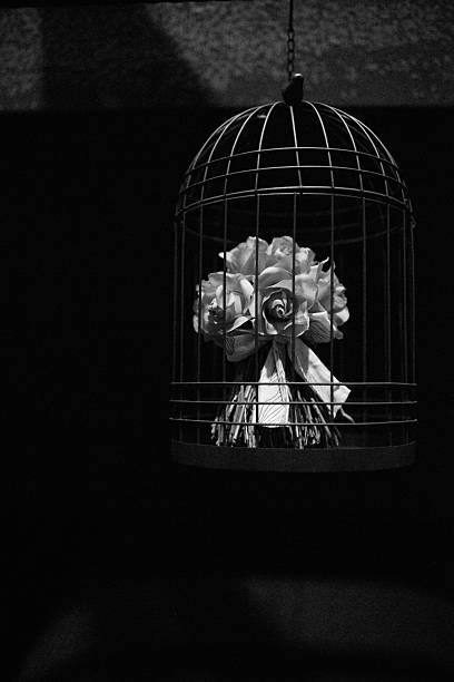 istock The Rose in the cage (Black & White) 471904638