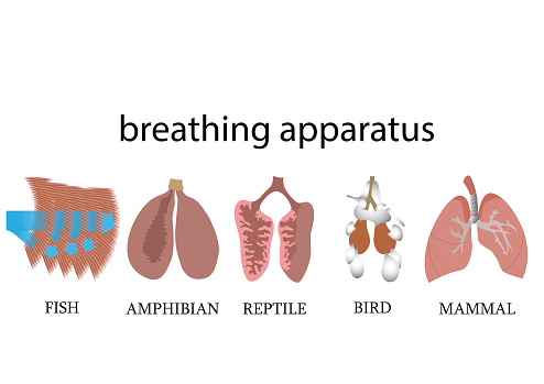 Comparison of breathing apparatus anatomy of vertebrates. vector format illustration. lungs and gills.