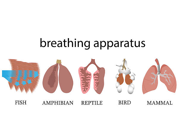 breathing apparatus Comparison of breathing apparatus anatomy of vertebrates. vector format illustration. lungs and gills. vertebrate stock illustrations