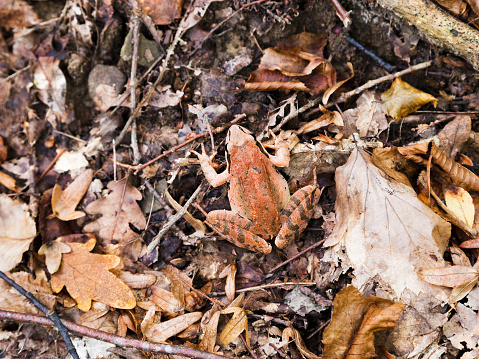 Common frog (rana temporaria) in autumn litter