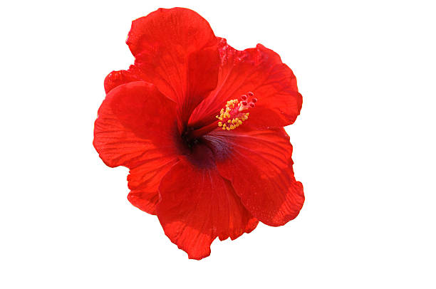 istock red hibiscus flower isolated on white background 471906551