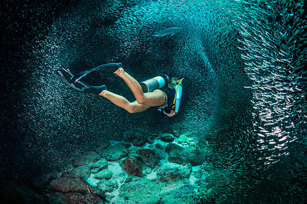Female scuba diver Female scuba diver swimming with the school of fishes. diving into water stock pictures, royalty-free photos & images