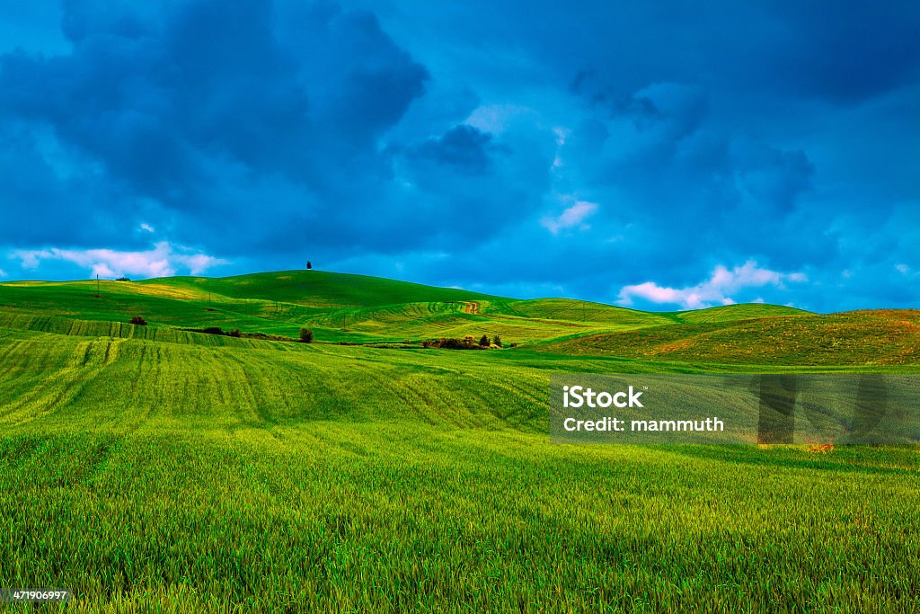 Campi verdi in Toscana - Foto stock royalty-free di Agricoltura