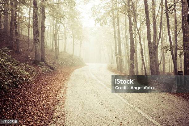 Autunno E Strada Nella Foresta Con Nebbia - Fotografie stock e altre immagini di Abruzzo - Abruzzo, Ambientazione esterna, Animale arboricolo