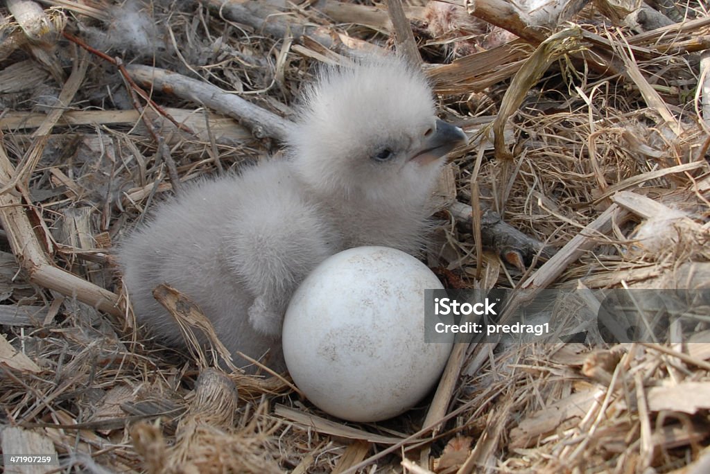 Jeune Chick dans le Nid d'aigle - Photo de Pygargue à tête blanche libre de droits