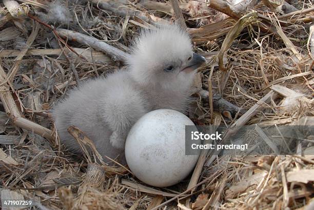 젊은 이글 Chick In 네스트 대머리독수리에 대한 스톡 사진 및 기타 이미지 - 대머리독수리, 동물 둥지, 어린 새