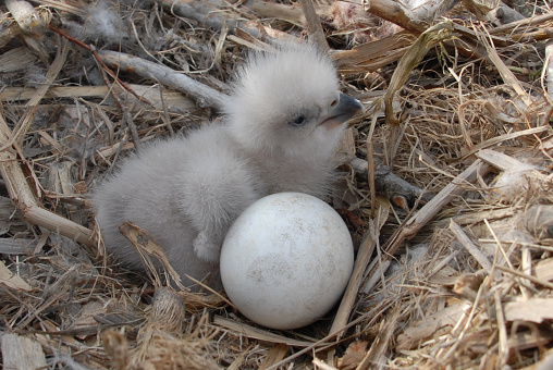 Young Eagle Chick in Nest