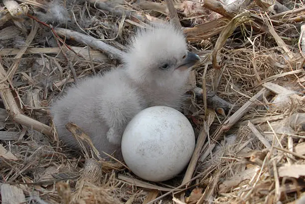 Photo of Young Eagle Chick in Nest