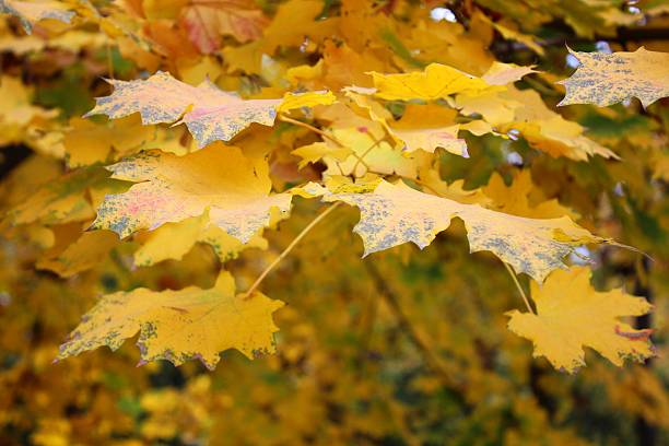 istock Autumn yellow maple leaves with darkened edges 471907775