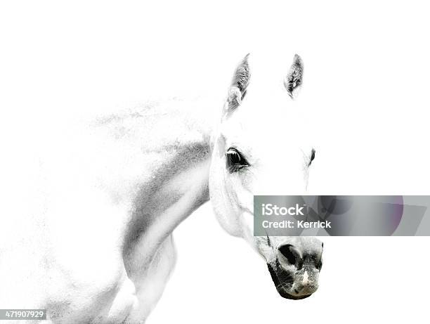 White Horse Details Auf Weißem Hintergrund Stockfoto und mehr Bilder von Freisteller – Neutraler Hintergrund - Freisteller – Neutraler Hintergrund, Nahaufnahme, Pferd
