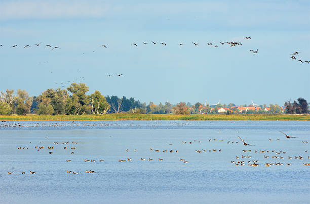stormo di oca selvatica durante la migrazione autunno al lago (germania) - vogelzug foto e immagini stock