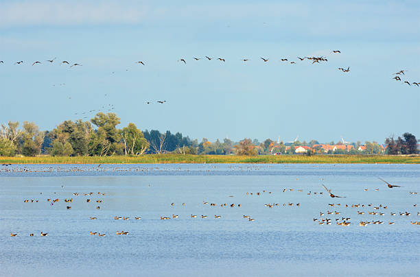 bando de ganso-bravo no outono migração pelo lago (alemanha) - vogelzug imagens e fotografias de stock