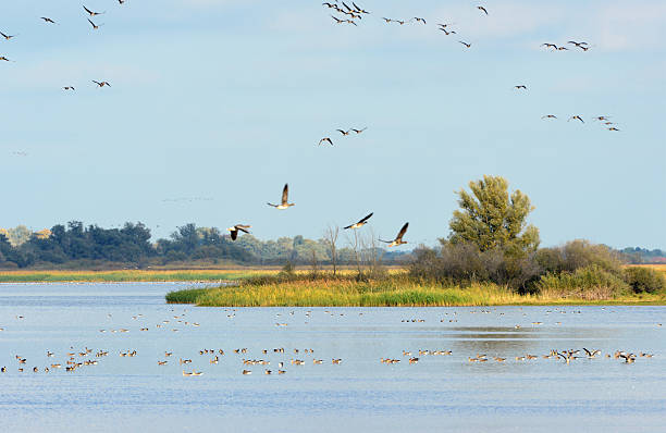 stormo di oca selvatica durante la migrazione autunno al lago (germania) - vogelzug foto e immagini stock