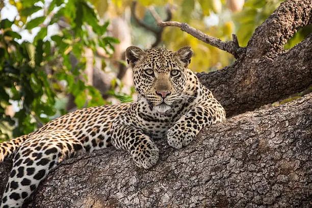 Leopard is resting on a tree in an african nationalpark.