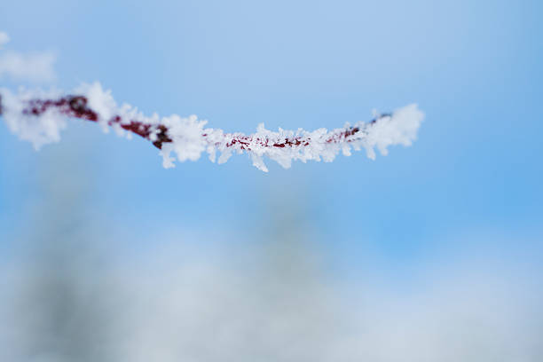 зимние idyll - fractal clear sky tree sky стоковые фото и изображения