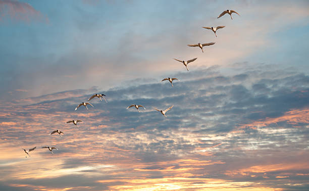 istock Flock of Tundra Swans 471908435