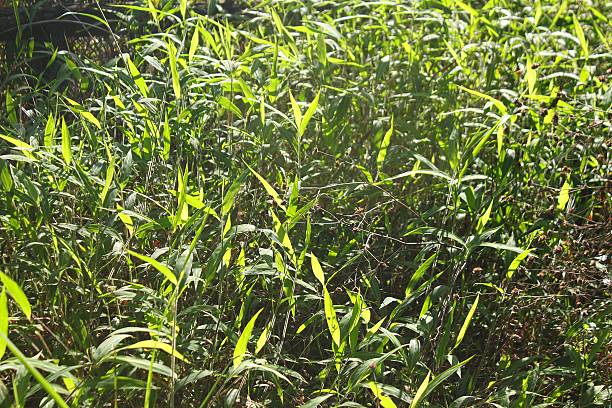 luz solar brilhante sobre um campo de relva - long leaf grass blade of grass imagens e fotografias de stock