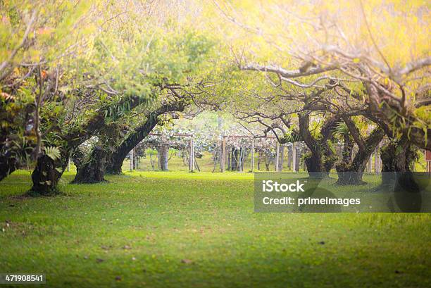 Dejan Filtrar El Sol Matutino Árbol De Flor Abriéndose Foto de stock y más banco de imágenes de Agricultura