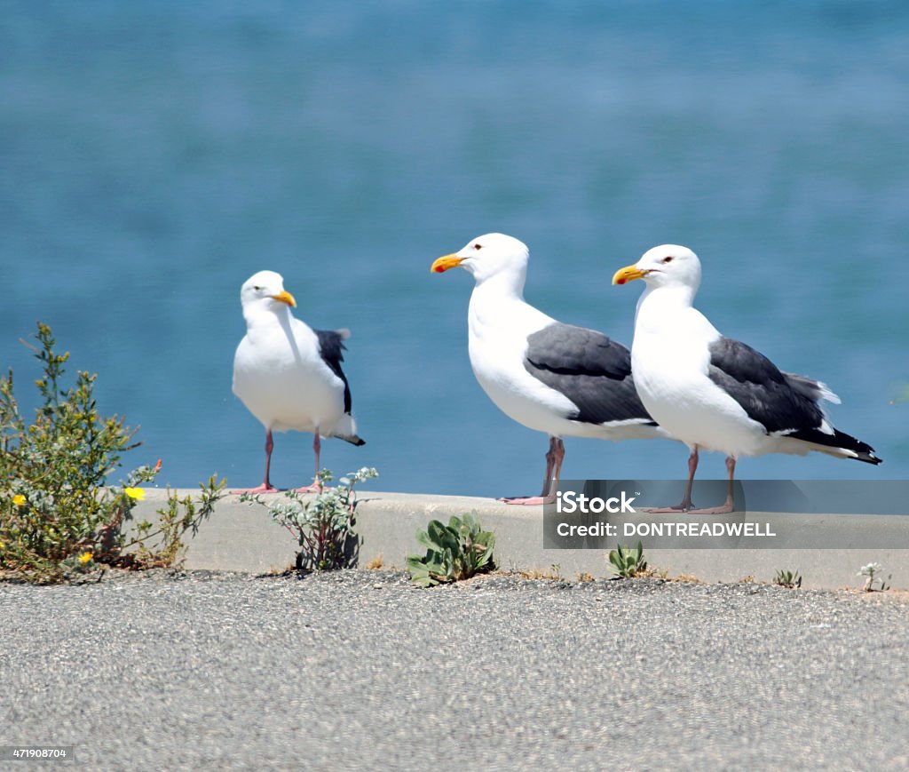 Three Seagulls These three sea gulls are perched on a concrete seawall in a lagoon in Southern California 2015 Stock Photo