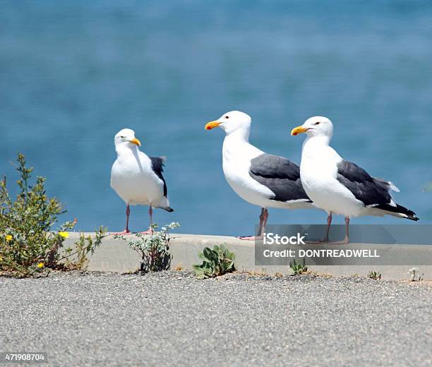 Three Seagulls Stock Photo - Download Image Now - 2015, Animals In The Wild, Beak
