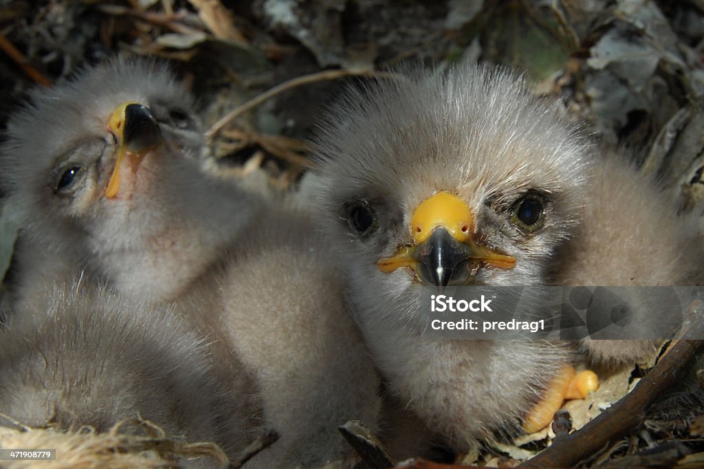 Junge Eagle Chick im Nest - Lizenzfrei Weißkopfseeadler Stock-Foto