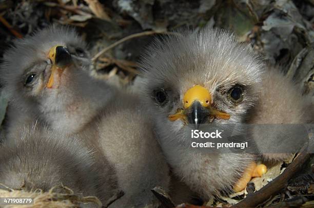 Junge Eagle Chick Im Nest Stockfoto und mehr Bilder von Weißkopfseeadler - Weißkopfseeadler, Jungvogel, Adlerjunges