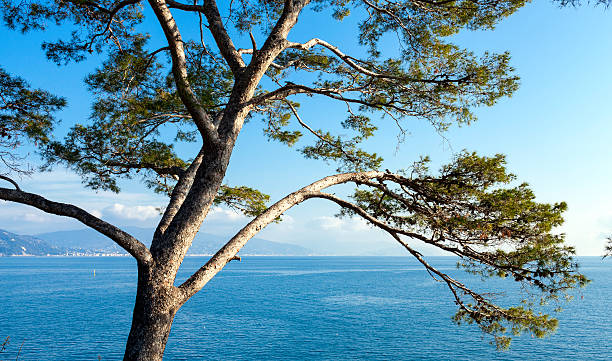 istock Ligurian Sea shoreline in wintertime. Color image 471908896