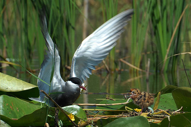 istock Whiskered tern, Chlidonias hybridus 471908903