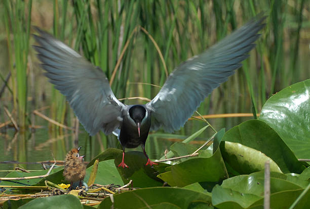 istock Whiskered tern, Chlidonias hybridus 471908913