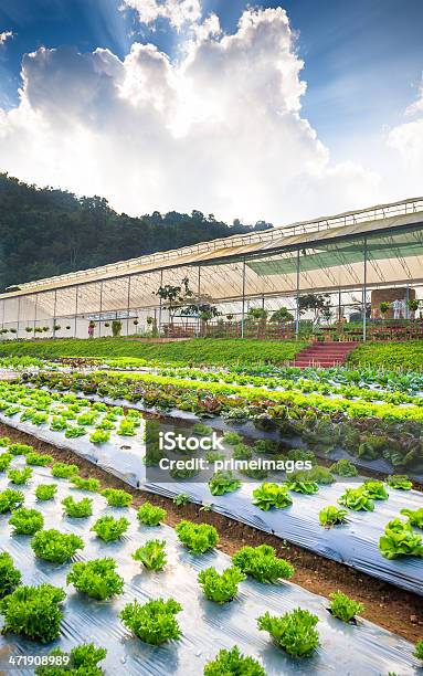 Hydroponic Verdura In Un Giardino - Fotografie stock e altre immagini di Serra - Serra, Agricoltura, Cibo