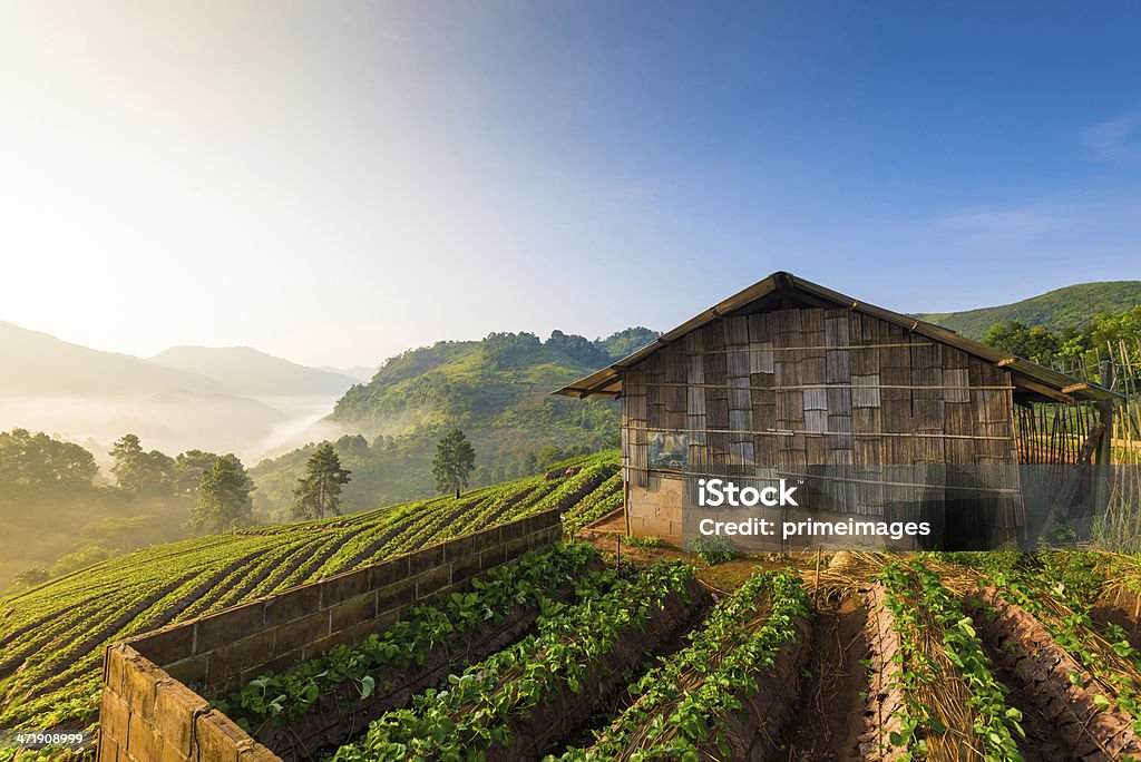 Hermoso sol a misty mañana a las montañas. - Foto de stock de Agricultura libre de derechos