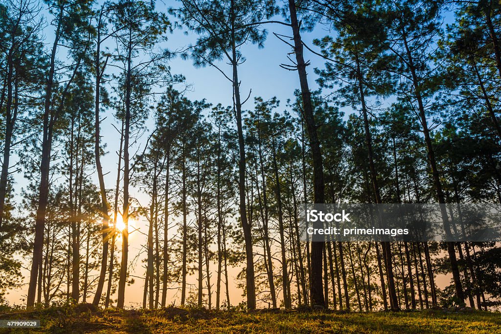 Soleil du matin brille à travers les arbres en fleur - Photo de Agriculture libre de droits