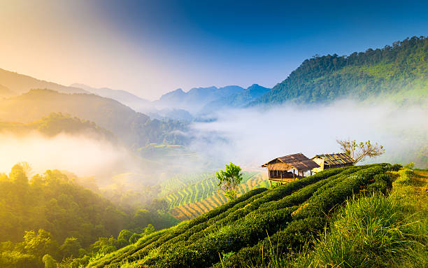 magnifique soleil dans les montagnes brumeuses matin. - landscape forest asia mountain photos et images de collection