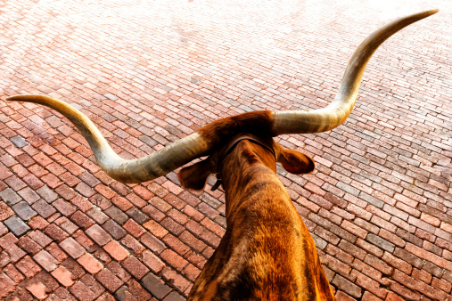 Texas Longhorn cattle. Location is Fort Worth, Texas.