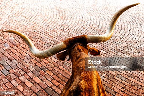 Texas Longhorn Stock Photo - Download Image Now - Fort Worth, Texas, Texas Longhorn Cattle