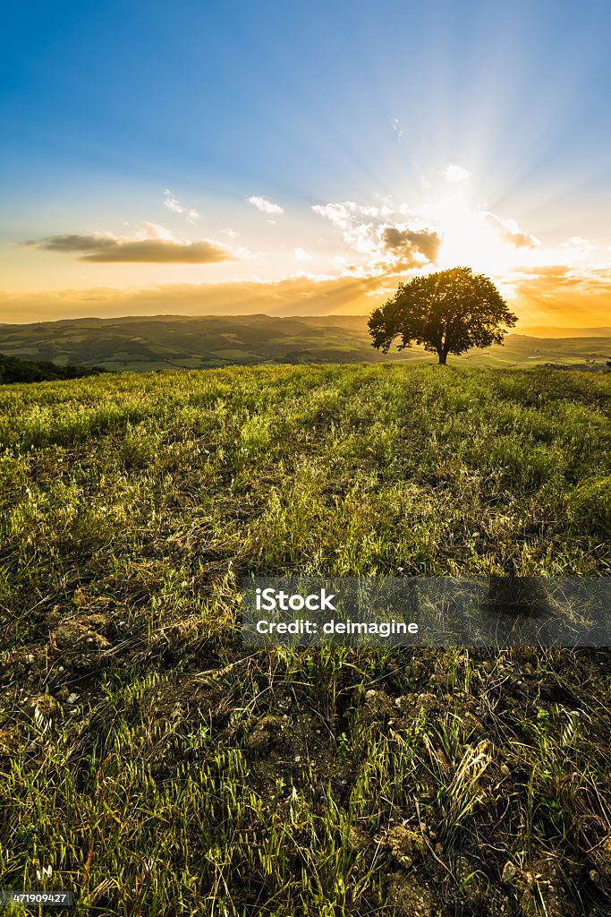 Singolo albero sulle colline toscane - Foto stock royalty-free di Albero solitario