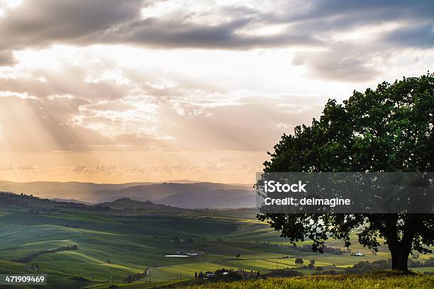 Albero Sulle Colline Toscane - Fotografie stock e altre immagini di Agricoltura - Agricoltura, Albero, Albero solitario