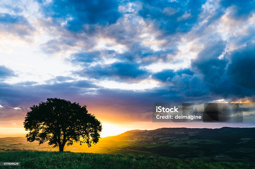 Singolo albero sulle colline toscane - Foto stock royalty-free di Albero solitario