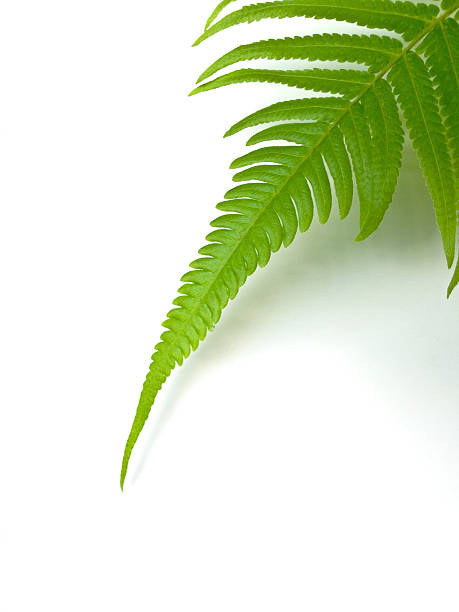 istock Singapore, tropical foliage. 471909589