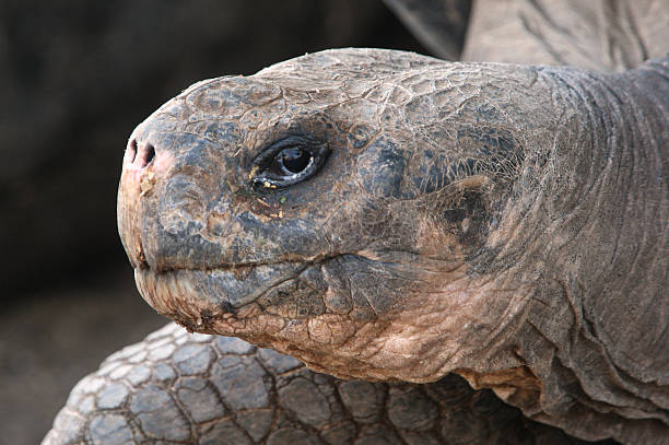 istock Giant tortoise close-up in Galapagos islands 471909755