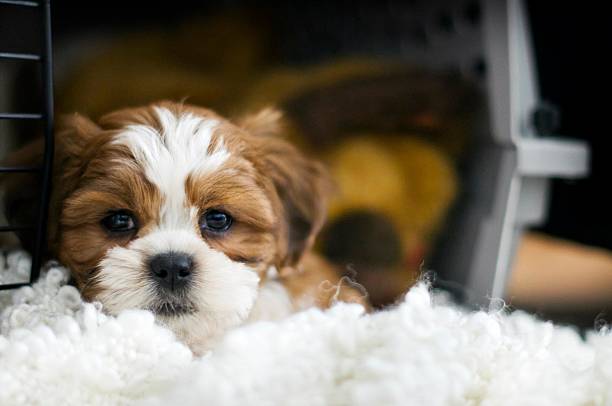 Puppy in a crate Dexter, the 8 week old bichon/shih-tzu puppy hanging out in his crate tibetan lion dog stock pictures, royalty-free photos & images