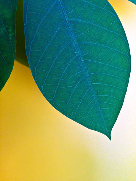Singapore, tropical foliage.