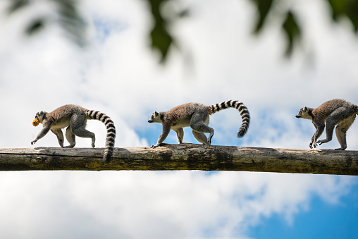 Two ring-tailed lemurs playing, one on the ground and the other mid jump, close to landing. They are native to Madagascar.